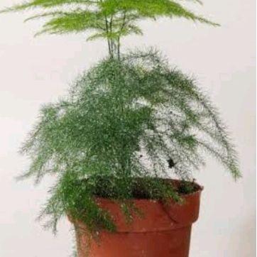 FARM- Bambu Mini. Tanaman Hias. Tanaman Hias Bambu Mini