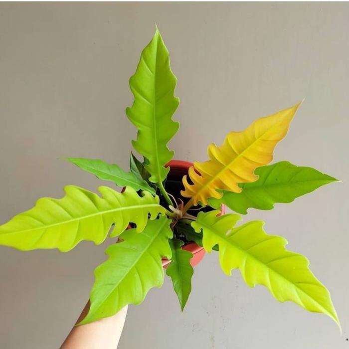 SALE Tanaman Hias Koleksi Philodendron Golden Saw Philo Gergaji Golden Termurah