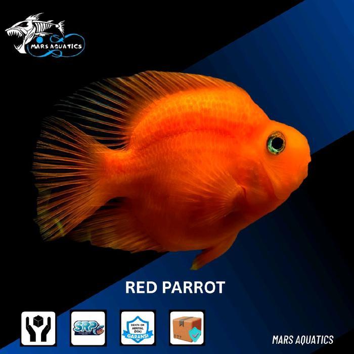 Hiasan Aquarium Ikan Red Parrot Big Size Ikan Predator