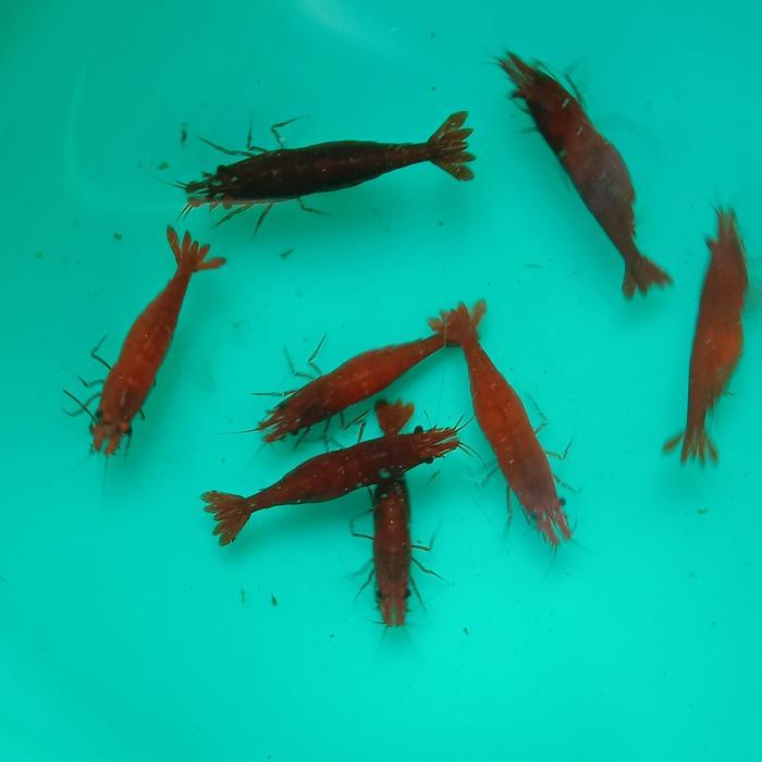 hiasan akuarium udang hias blody Merry indukan