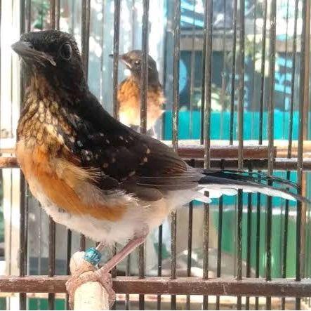burung murai trotol trah prestasi jaminan jantan pilihan