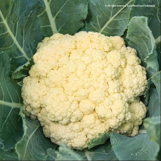 BENIH BUNGA KOL BROKOLI PUTIH PM 126 F1 ISI 250 BUTIR KMASAN PABRIK CAP PANAH MERAH