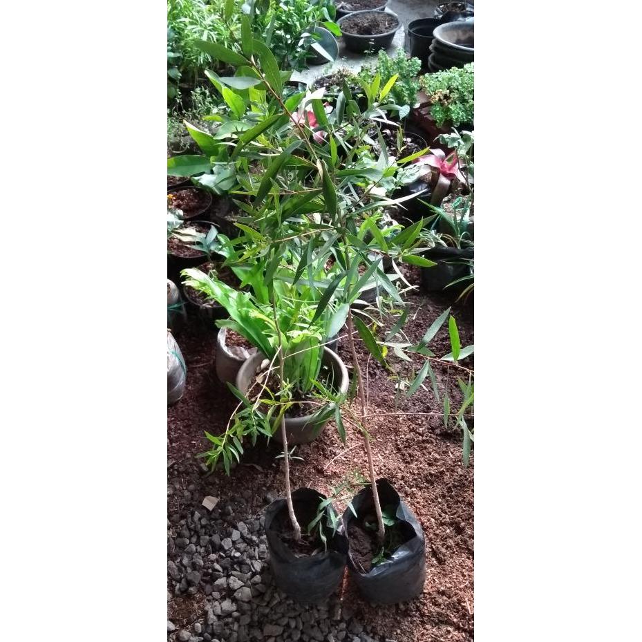 Bibit pohon kayu manis/ tanaman kayu manis