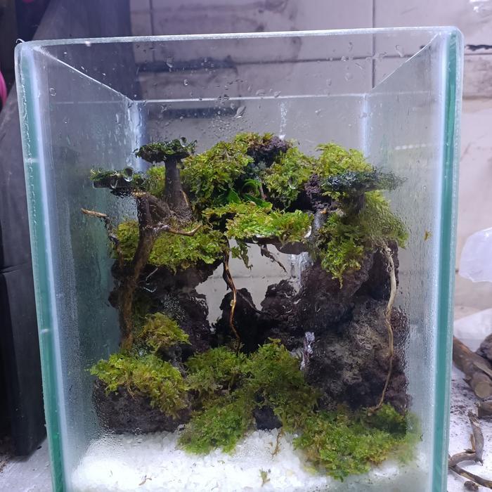 Aquarium Aquascape Mini Cupang # 27