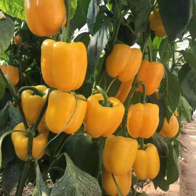 ISI PAKET : MIX/CAMPUR Benih Paprika 4 Warna Bibit Tanaman Paprika Mix Merah Hijau Kuning Ungu