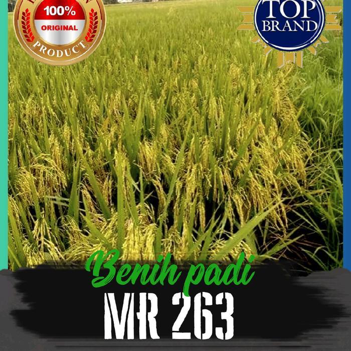 benih padi mr 263 5kg Kuning