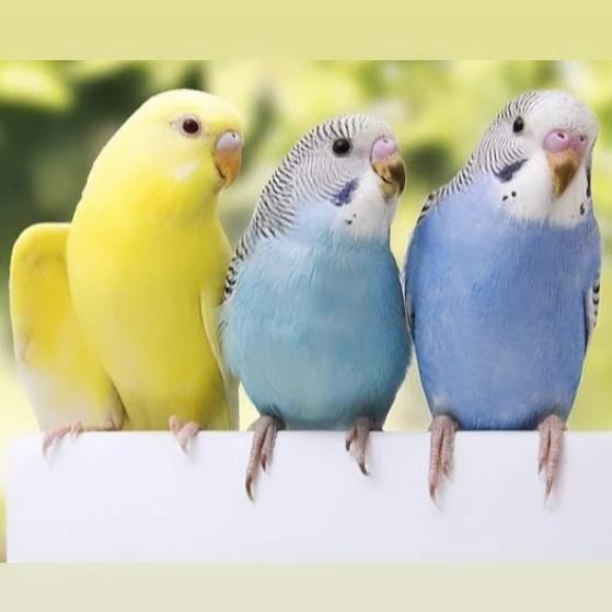 burung parkit warna cerah dewasa sepasang pilihan