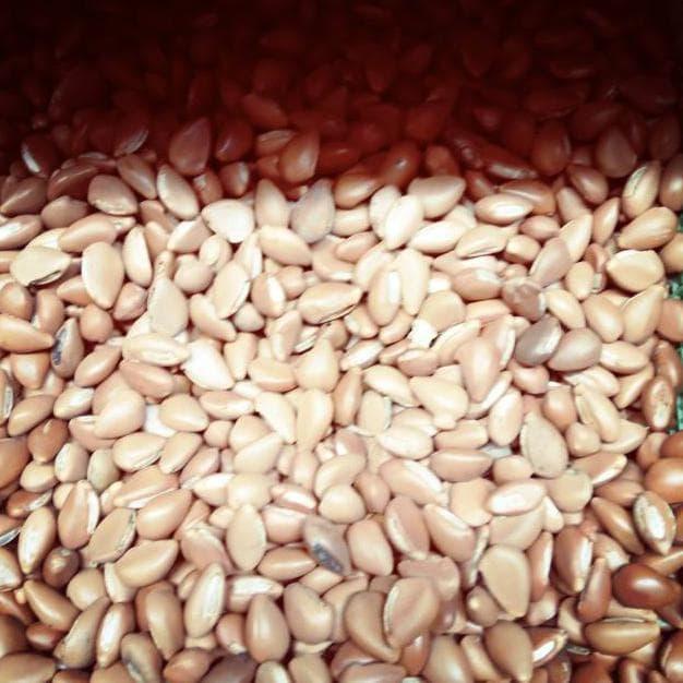 Biji dakon/biji congklak biji sawo kecik 500gram