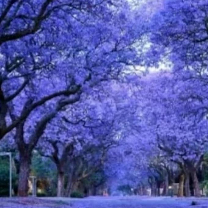 Tanaman Hias Pohon Tabebuya 2 meter // pohon bunga Tabebuya