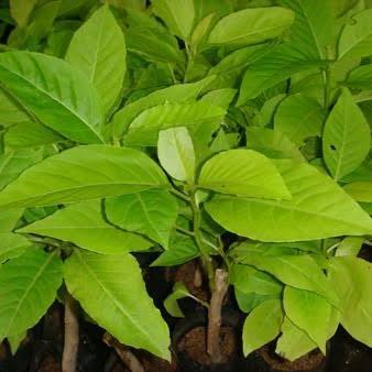 FARM- Tanaman Hias Bibit Pohon Kol Banda Pisonia Alba