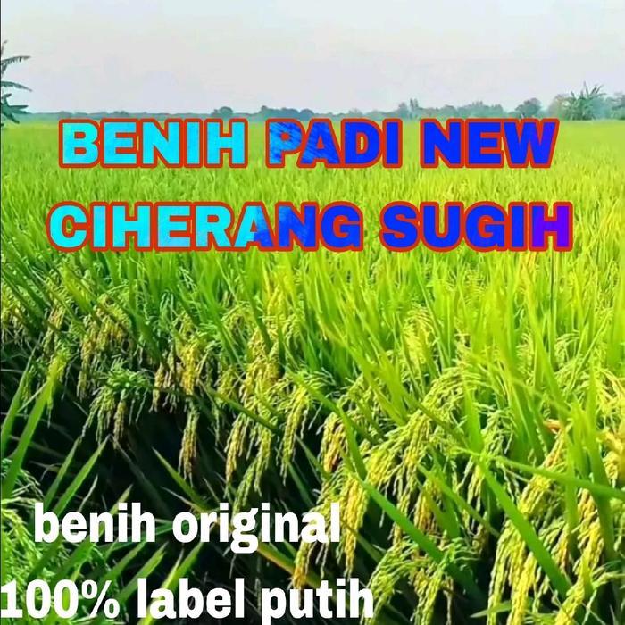BENIH PADI 5KG CIHERANG SUGIH SUPER ORIGINAL BERSERTIFIKAT