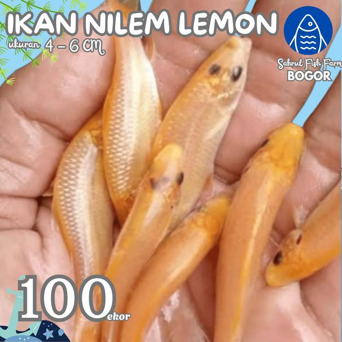 enimel- Sffb - Paket 100Ekor Ikan Nilam Trapi Telapak Kaki Nilem Terapi Lemon Kuning Terdekat