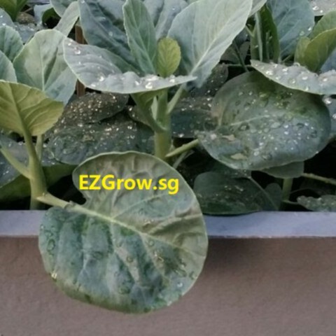 isi 150 Biji Benih Sayur KALE/ KAILAN Vegetable Seeds Kale (Kai Lan) seeds
