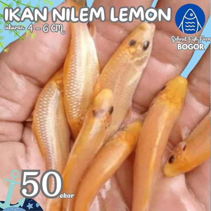 enimel- Sffb - Paket 50Ekor Ikan Terapi Kaki Nilem Lemon / Kuning Terdekat Bogor