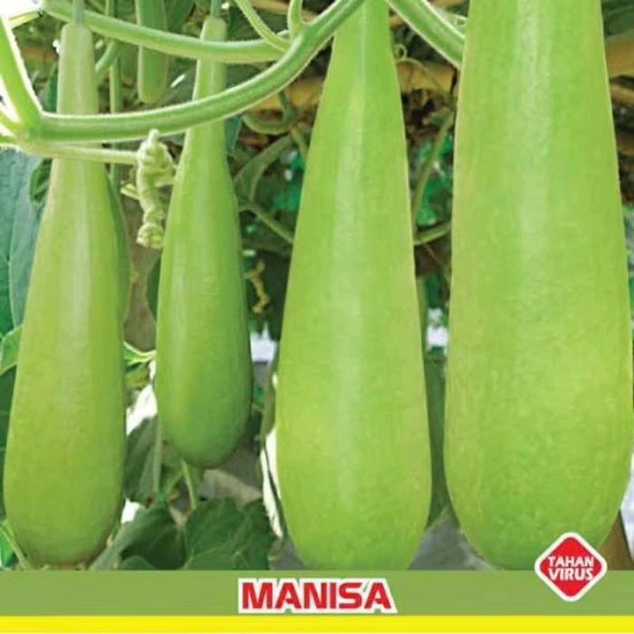 5 Biji Labu Air MANISA Benih Labu Air Benih Sayuran