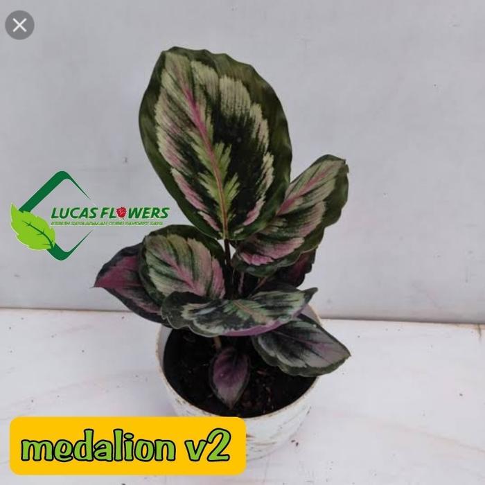 Calathea V2 / Medalion V2 - Tanaman Hias Indoor Plant - Pink