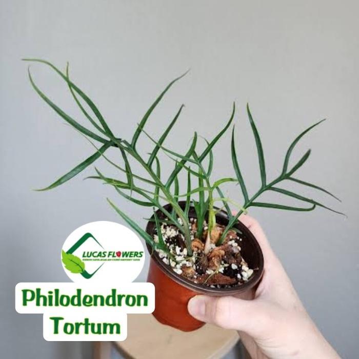 tanaman hias philodendron tortum - philo tortum - jenis tulang