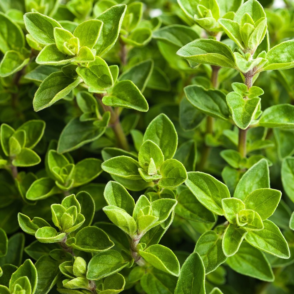 Benih Oregano Italian Import Benih Tanaman Sayuran Herbal Basil Origanum Vulgare Super Antioksidan