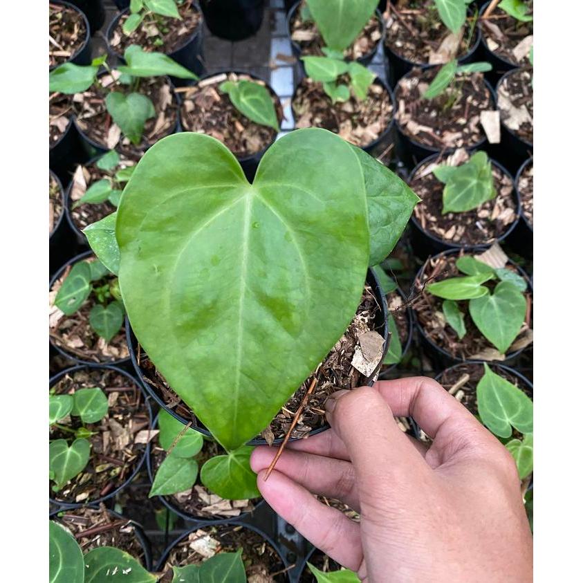 anthurium pterodactyl, tanaman hias