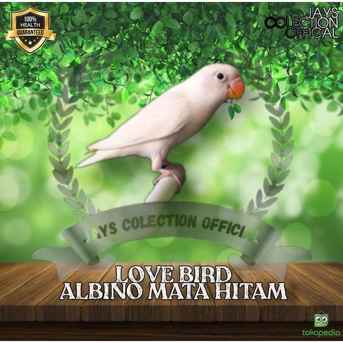 hgycy- Burung Lovebird Albino Mata Hitam