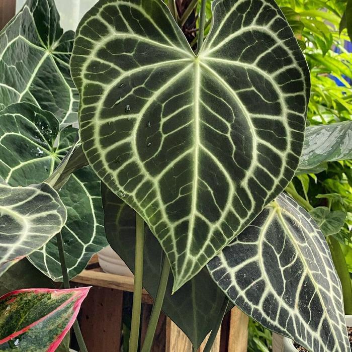 SALE anthurium clarinervium/kuping gajah Tarantula/kuping gajah karet Termurah