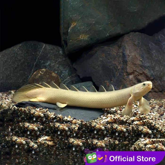 hgycy- Palmas Senegalus Naga Air Tawar / Ikan Predator / Ikan Hias Aquascape