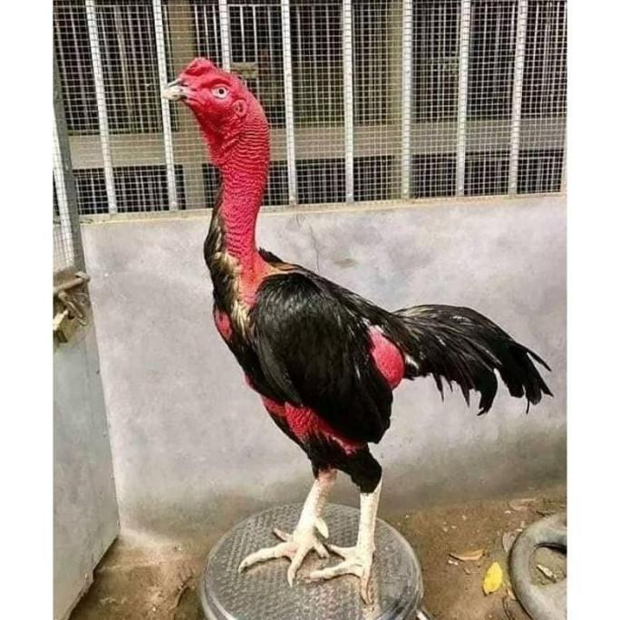 READYY AYAM BANGKOK ASLI PAMA THAILAND SUPER JALU PAKHOY BRUTAL MANGON ORI BIRMA ADUAN TELUR SIAP