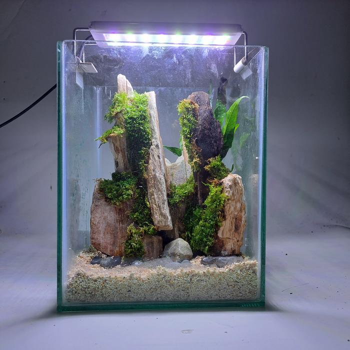 Aquarium Aquascape Mini Cupang # 47