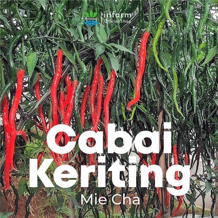 INFARM - BENIH CABAI KERITING MICHA, BENIH UNGGUL CABE KERITING HIBRIDA BIBIT SUPER CABE KERITING