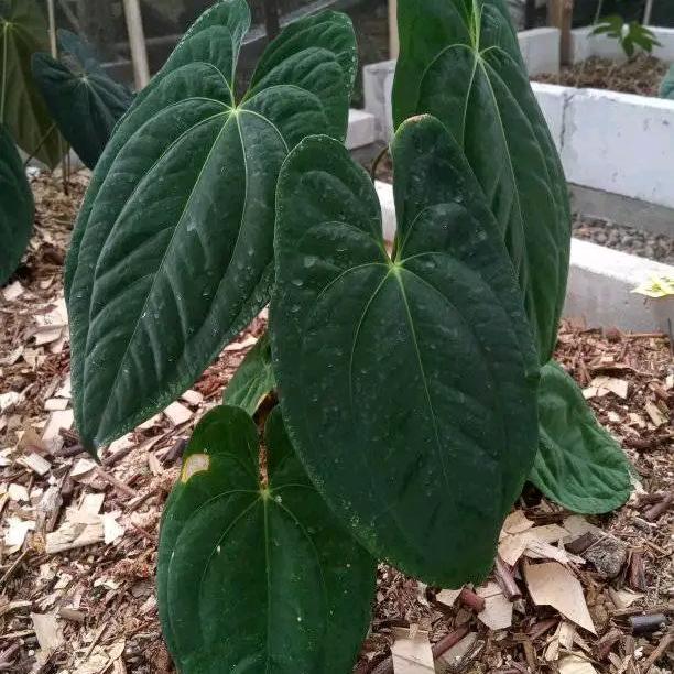 anthurium dark phoenix original