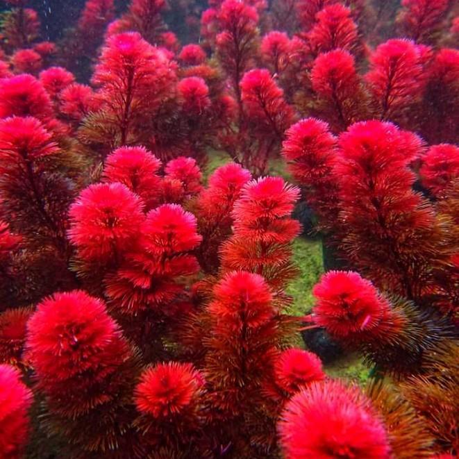 COD cabomba super red ornamen akuarium