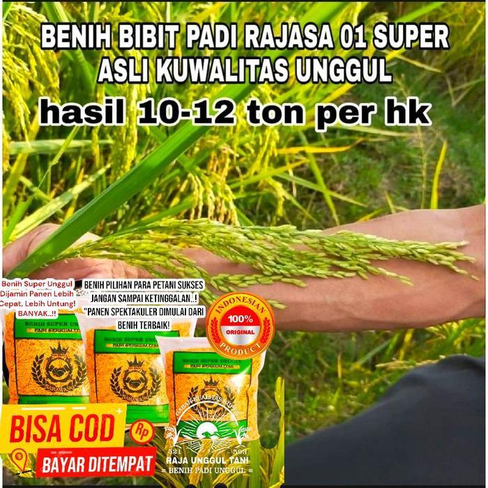 10Kg BENIH BIBIT PADI SUPER RAJASA 01 ORIGINAL GABAH BERKUALITAS UNGGUL GENJAH HASIL MELIMPAH 11 ton
