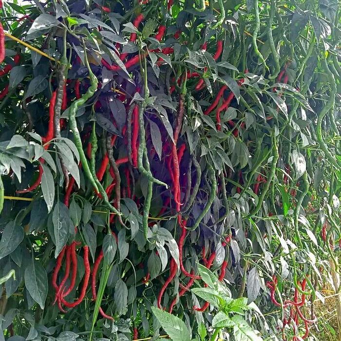 10gr benih ORIGON cabe merah keriting super tinggi 2 meter
