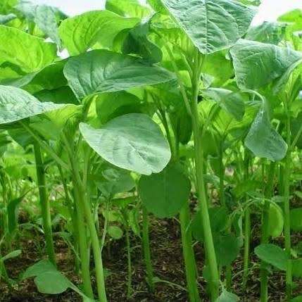 Paket Hemat Biji Benih Sayuran Hidroponik Bibit Unggul Siap Tanam