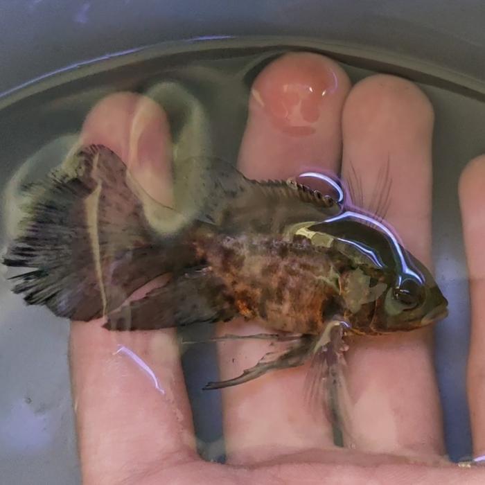 IKAN OSCAR LONGFIN IMPORT TIGER SLAYER IKAN HIAS TANKMATE