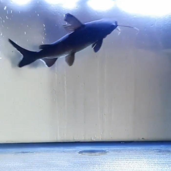 IKAN HIAS PAPUA SHARK CATFISH BLACK LIMITED STOCK