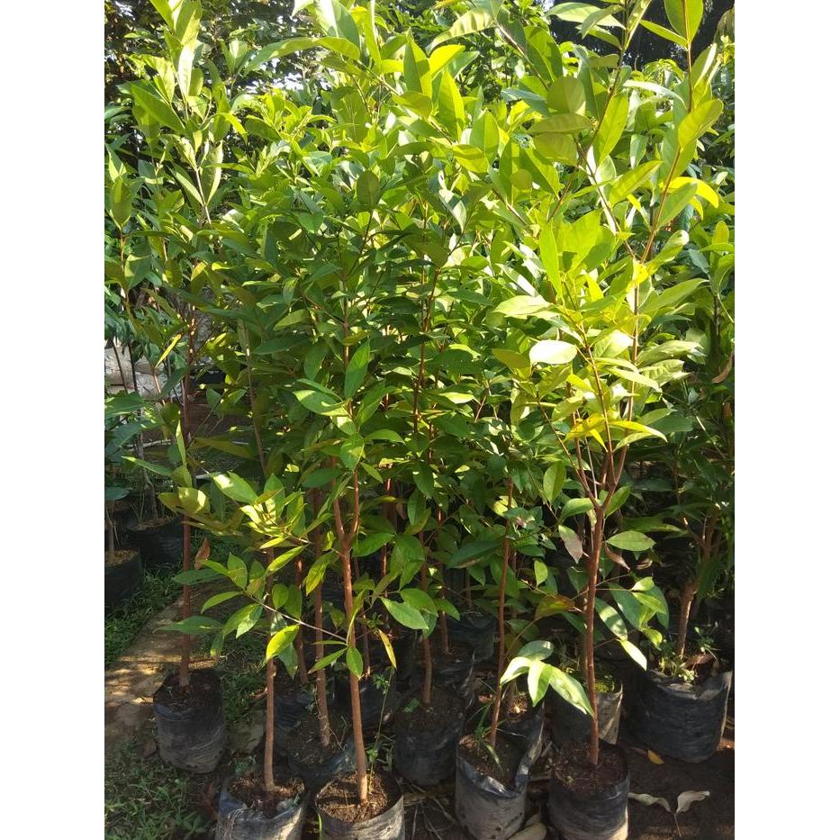 Pohon salam lebih tinggi