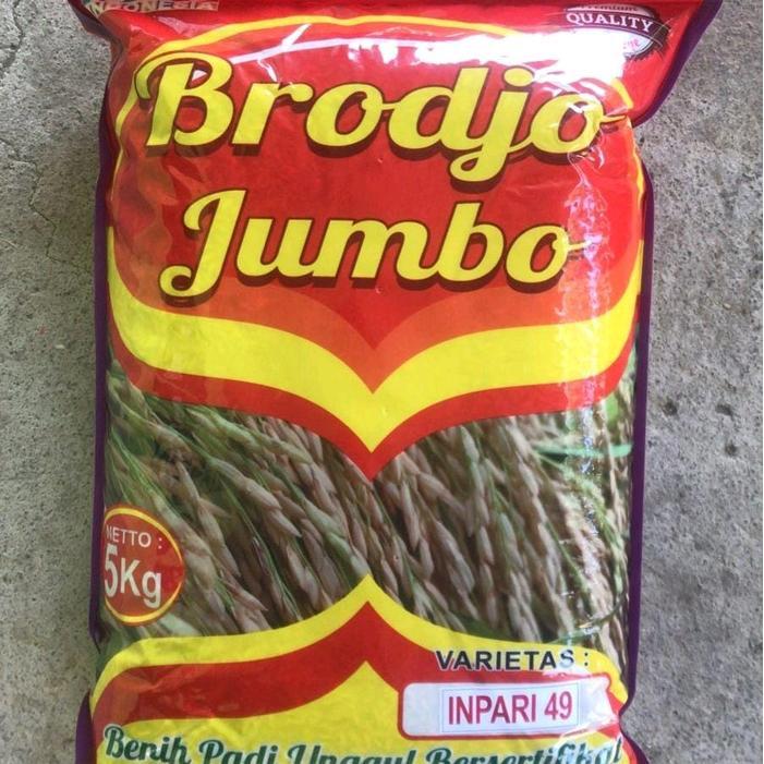 BENIH PADI INPARI 49 BIBIT PADI UNGGUL BIBIT PADI UNGGUL