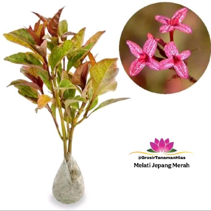 Tanaman Melati Jepang Merah / Pohon Bunga Melati Merah