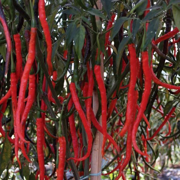 BIBIT / BENIH CABE KERITING MERAH PEDAS PANJANG ISI 50 BIJI