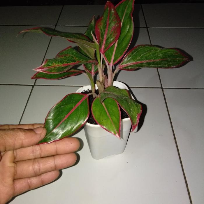 tanaman pot(aglonema)