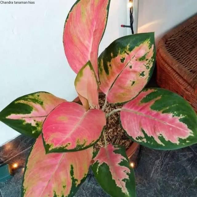 Tanaman Hias Aglonema Kochin - Aglonema Kochin