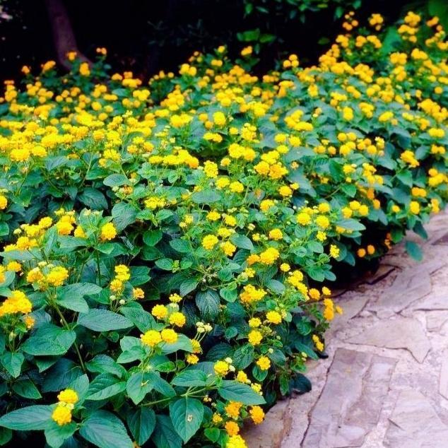 tanaman bunga lantana kuning/pohon lantana