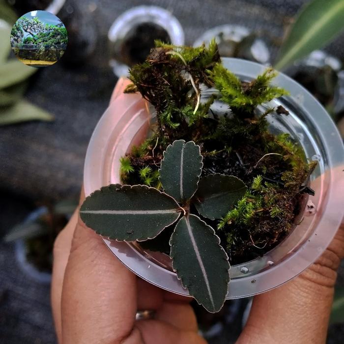 Jewel Orchid Ardisia Sp Pink Line - Tanaman Hias Darat Paludarium Terrarium Jungleplant