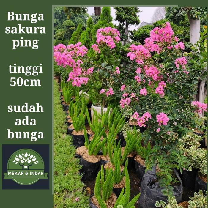 tanaman bunga sakura pink/ pohon bunga sakura pink lokal