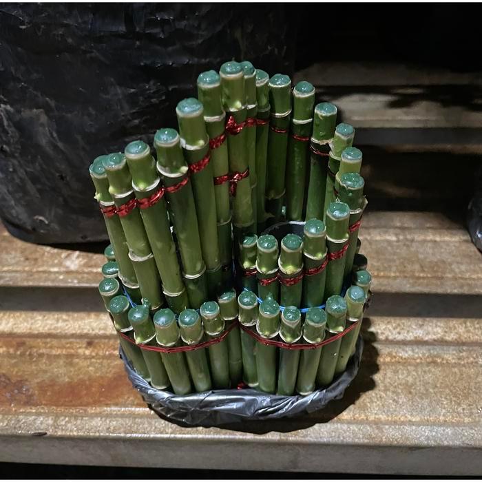 Tanama hias Bambu hoki/ lucky bamboo/ Sri rejeki/ bambu cina/ bambu air