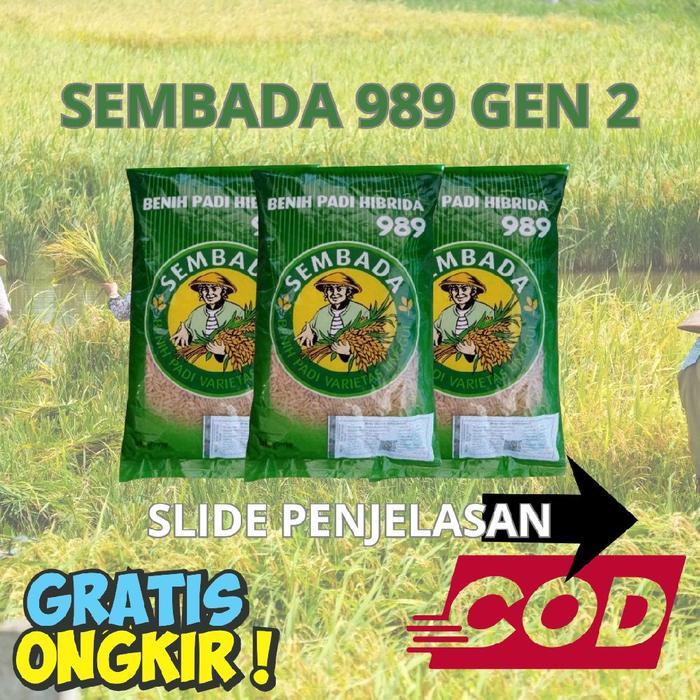 Sembada Bibit Padi Unggul Sembada 989 gen 2 Kemasan 1kg Benih Padi Hibrida Terbaik Quality Free