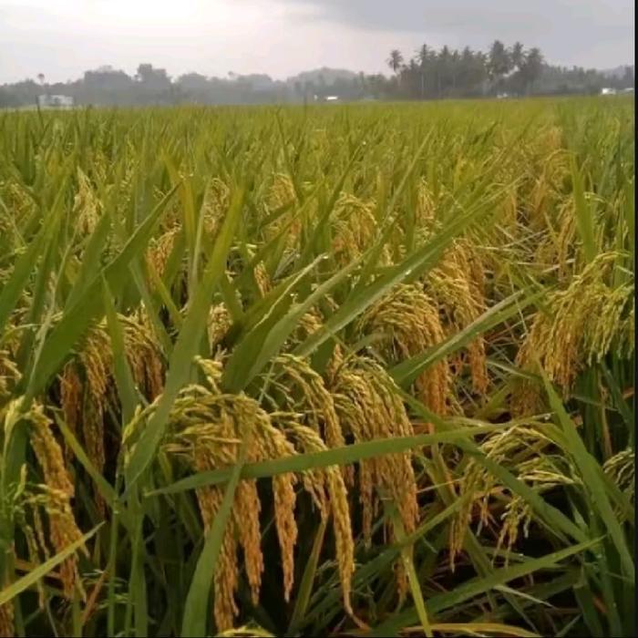 BENIH PADI SR V3(SRI REPUBLIK SERI 03)PADI GENJAH BERKUALITAS 5KG