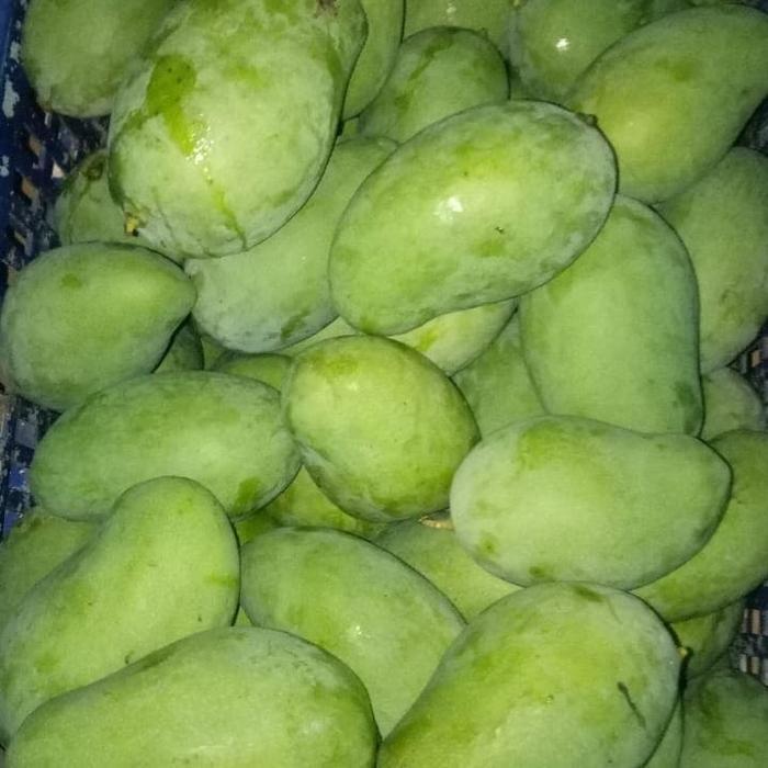 buah mangga indramayu tua pohon rujak asem manis ngidam mentah muda