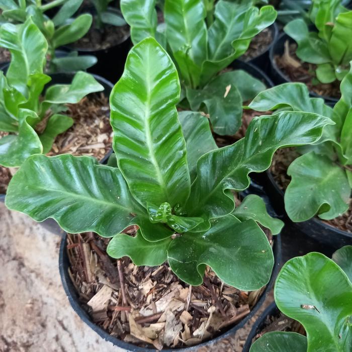 TANAMAN HIAS KADAKA COBRA MINI/KADAKA LASAGNA